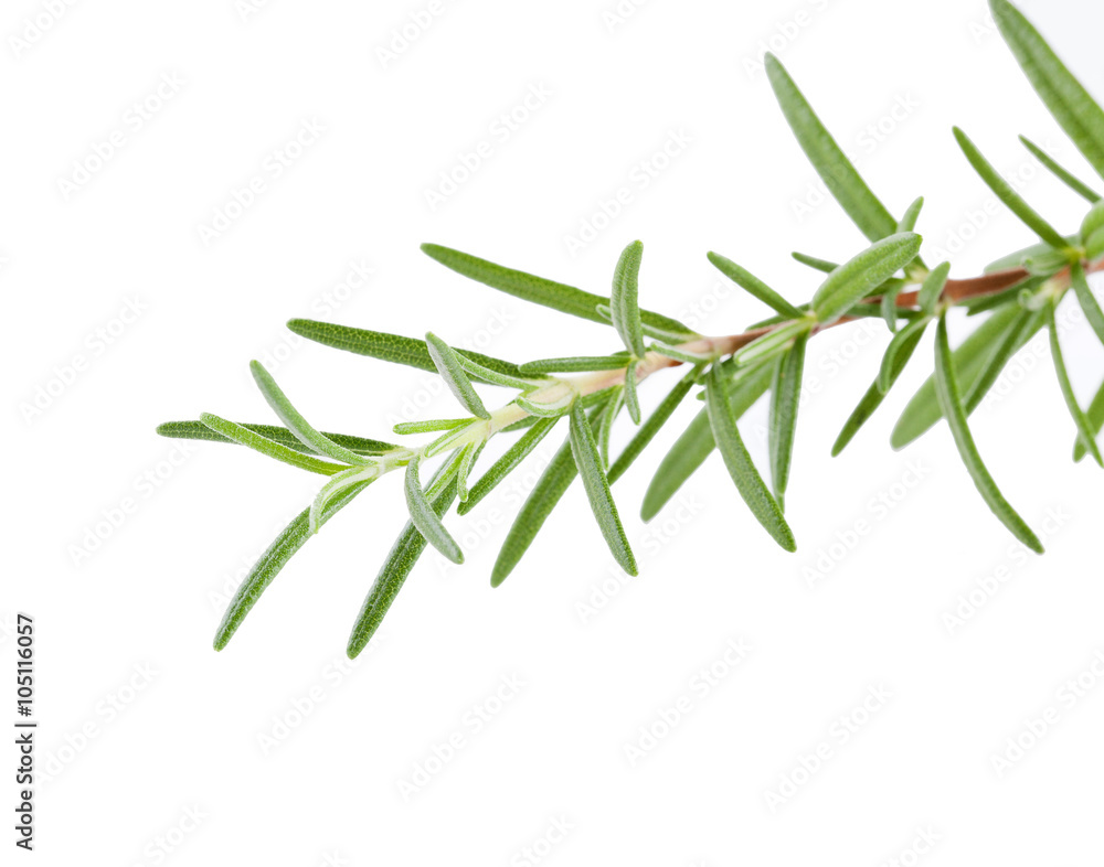 rosemary isolated on white background rosemary isolated on white background