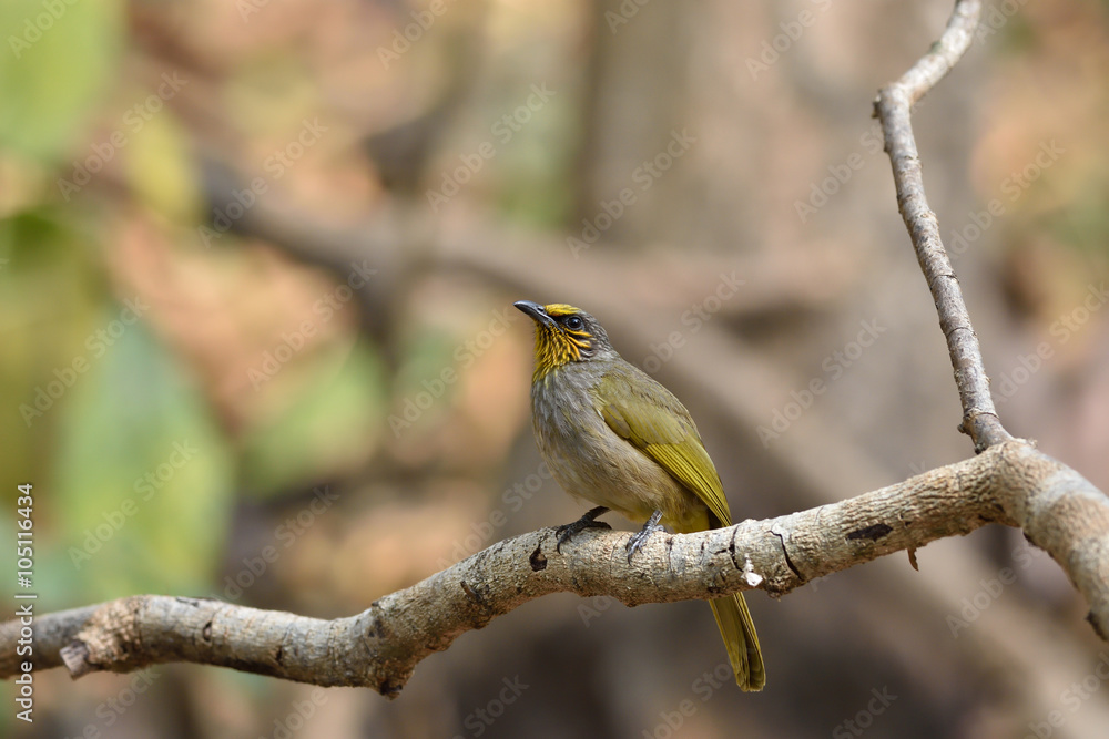 Stripe-throated Bulbul Stripe-throated Bulbul