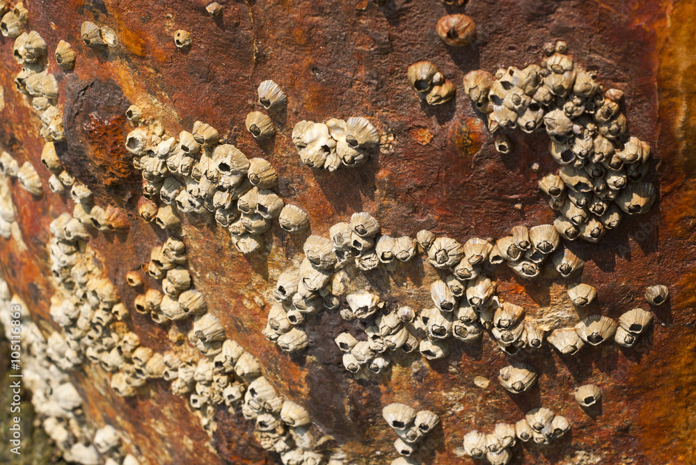 Rock barnacle on corrosion pole Rock barnacle on corrosion pole