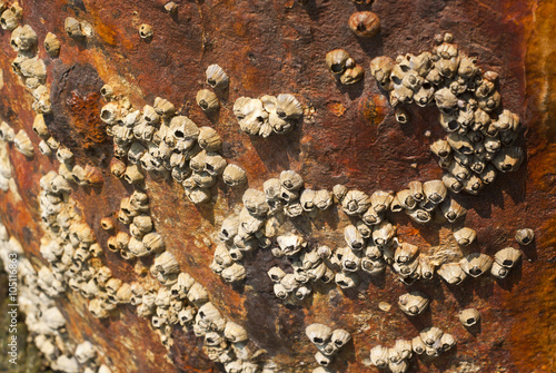 Quadro su tela Rock barnacle on corrosion pole