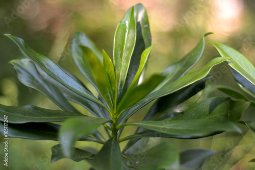 Spurge laurel  Daphne laureola . Whorl of foliage of this evergreen shrub in the family Thymelaeaceae  growing in a British woodland