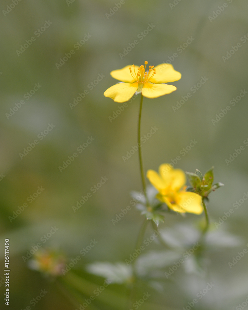 Obraz premium Tormentil (Potentilla erecta). Golden yellow flowers on plant in the rose (Rosaceae) family, seen with selective focus on stamens