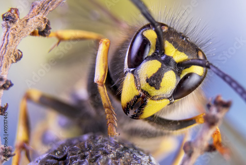 bee, nature, eyes, hornet, fly,detail,insect