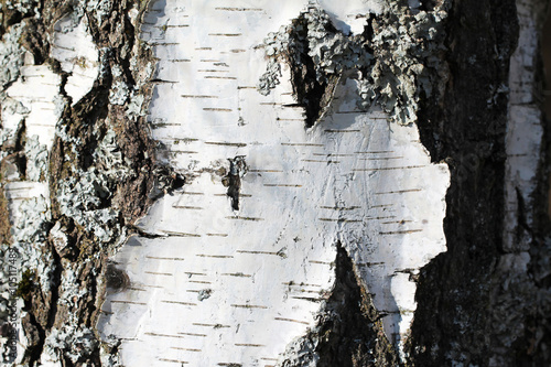 The trunk of a birch
