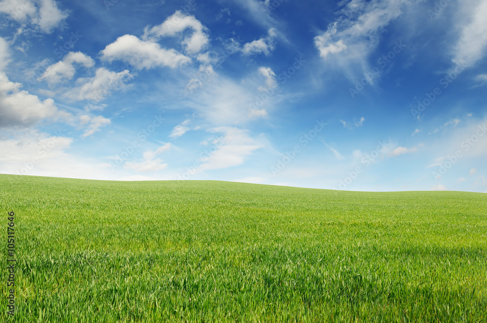 spring meadow and blue sky