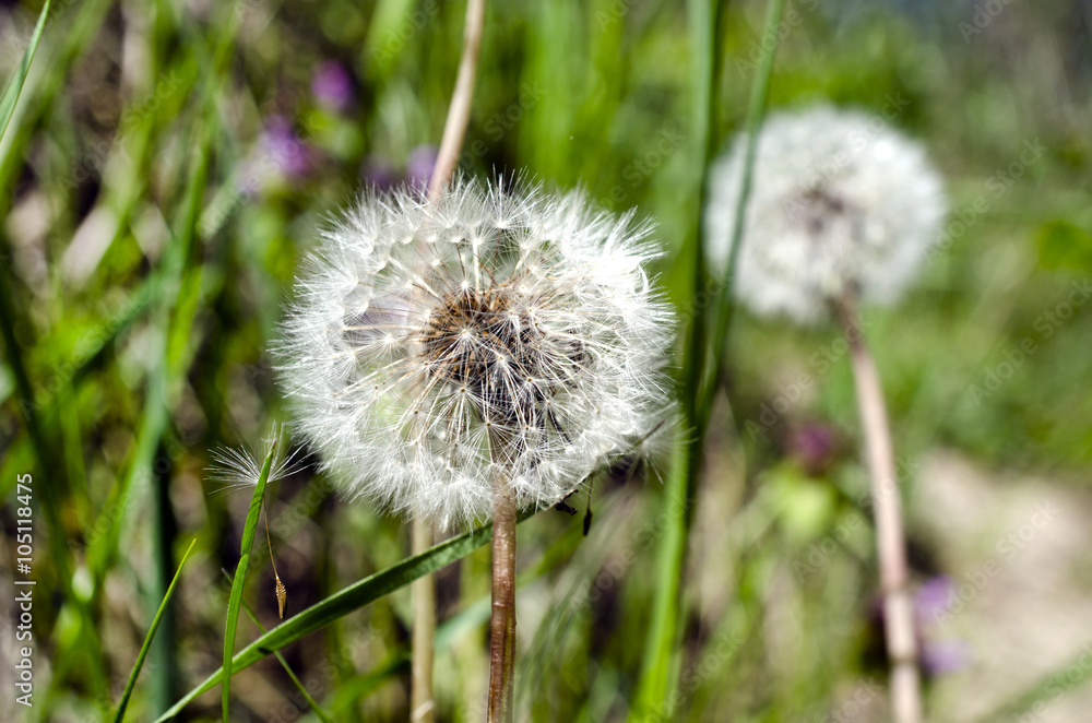 Fototapeta premium Closeup of dandelion outdoors