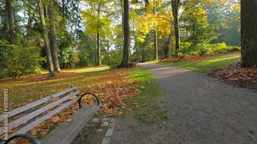 Alley in the autumn park. Golden trees. Autumn colors. Fallen yellow leaves on the alley in the park. The sun's rays illuminate the golden leaves of the trees. 4K, 3840*2160, high bit rate, UHD