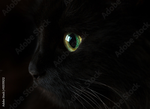 Fototapeta Naklejka Na Ścianę i Meble -  Cute muzzle of a black cat