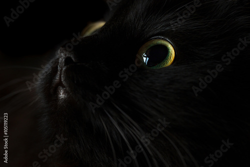 Fototapeta Naklejka Na Ścianę i Meble -  Cute muzzle of a black cat
