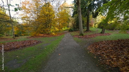 Wallpaper Mural Pathway in the autumn park. Tall beautiful trees covered with yellow leaves. Golden trees. Autumn colors. 4K, 3840*2160, high bit rate, UHD Torontodigital.ca