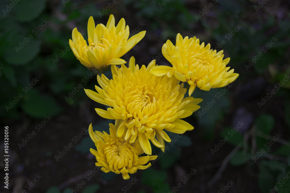 黄色い花 黄色い花