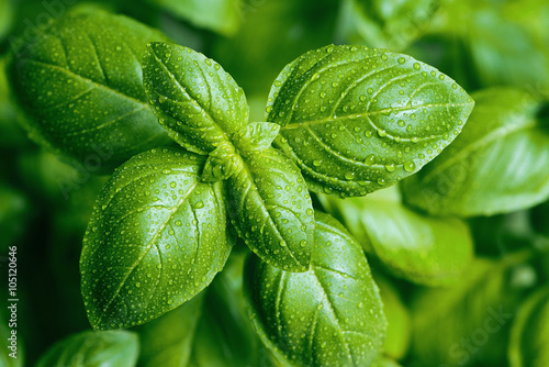 Basil leaves with water drops