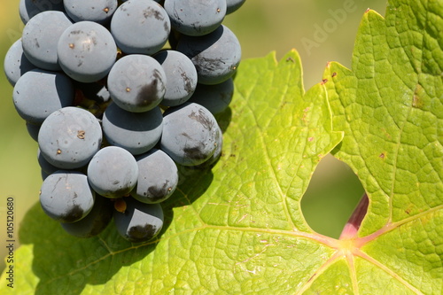 Weinblatt mit Traube - Cabernet Sauvignon - erntereif aus Pfaffenweiler / Baden / Deutschland	 photo