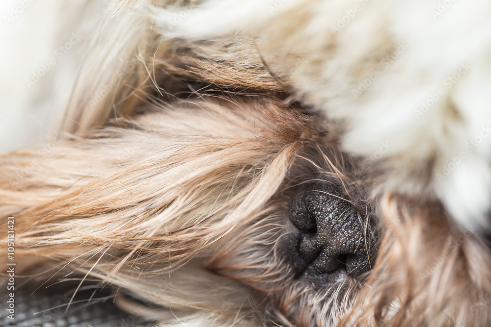 Naklejka premium Black cute tiny nose of a furry pet dog