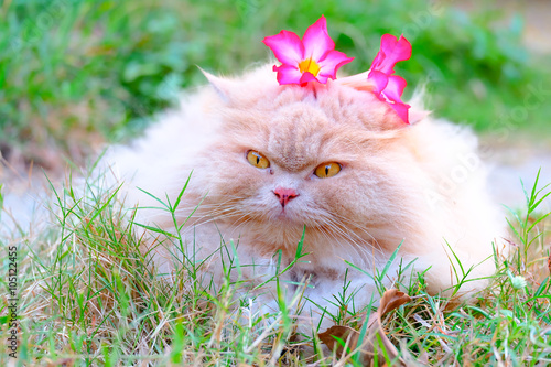 Cat with pink flowers 