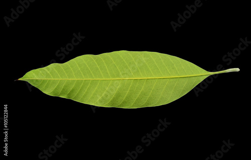 Mango leaves on a black background