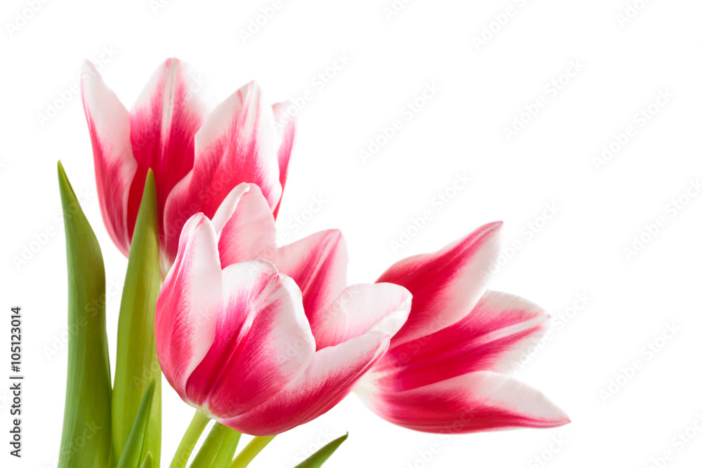 Bouquet of pink tulips.