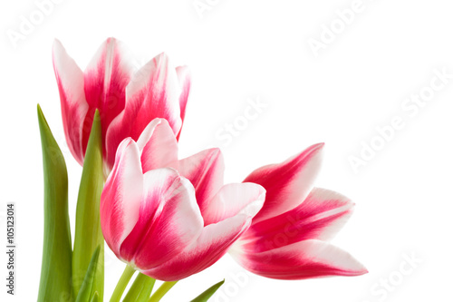 Bouquet of pink tulips.
