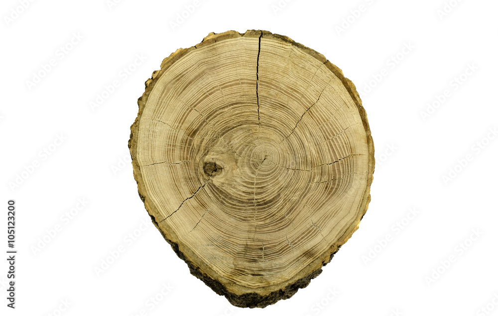 Interesting cross section of tree trunk. Interesting cross section of tree trunk.