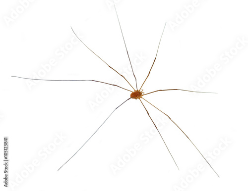 Daddy Long Legs Isolated on White