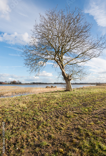 Wallpaper Mural Solitary tree on a sunny day in the winter season Torontodigital.ca