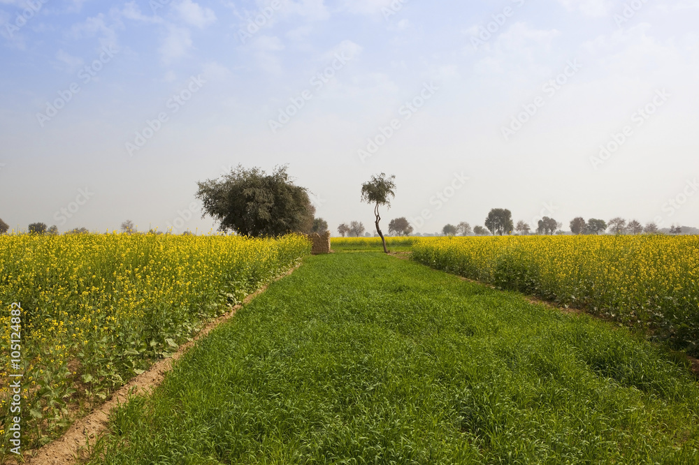 mustard crops in rajasthan