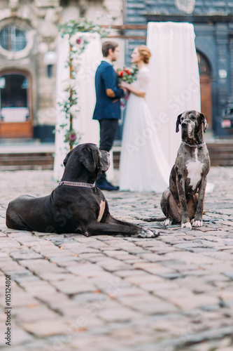 Two purebread dogs on foreground with charming wedding couple holding hands on background photo