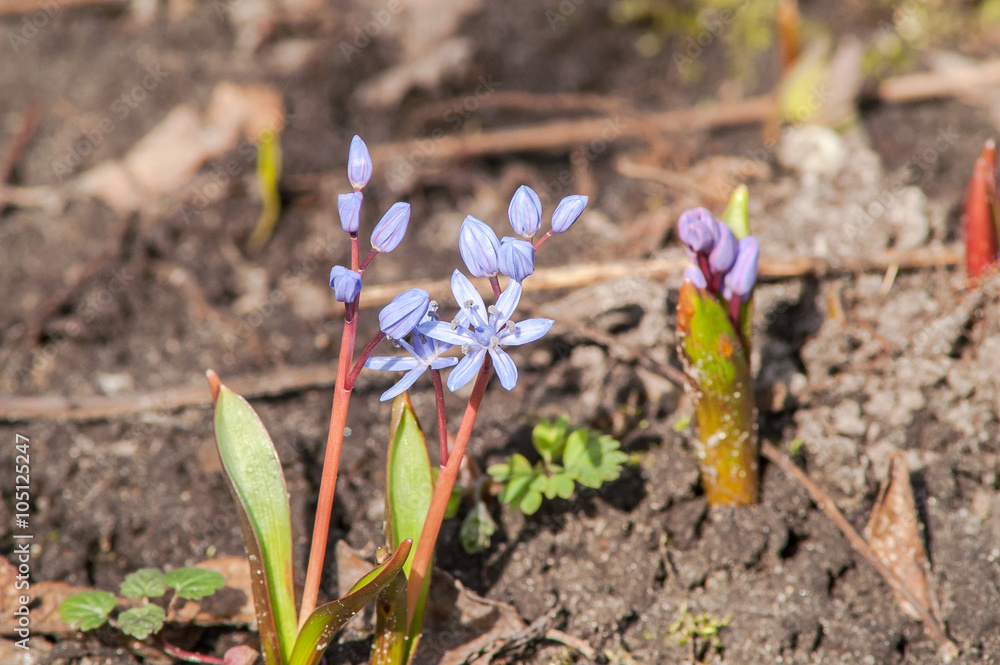 primrose snowdrop blue