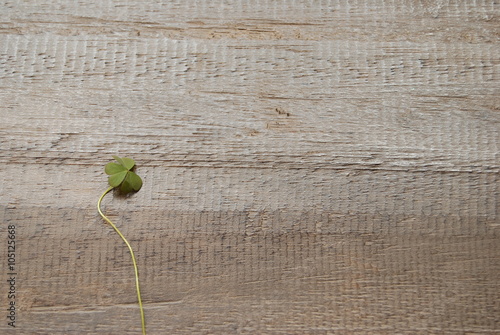 Three-leaf Clover on aged wooden background - close-up.
Popular symbol for St Patrick day