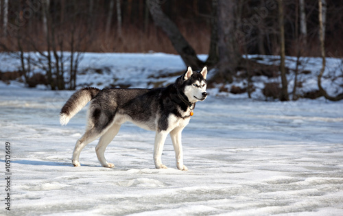 Siberian husky in the forest