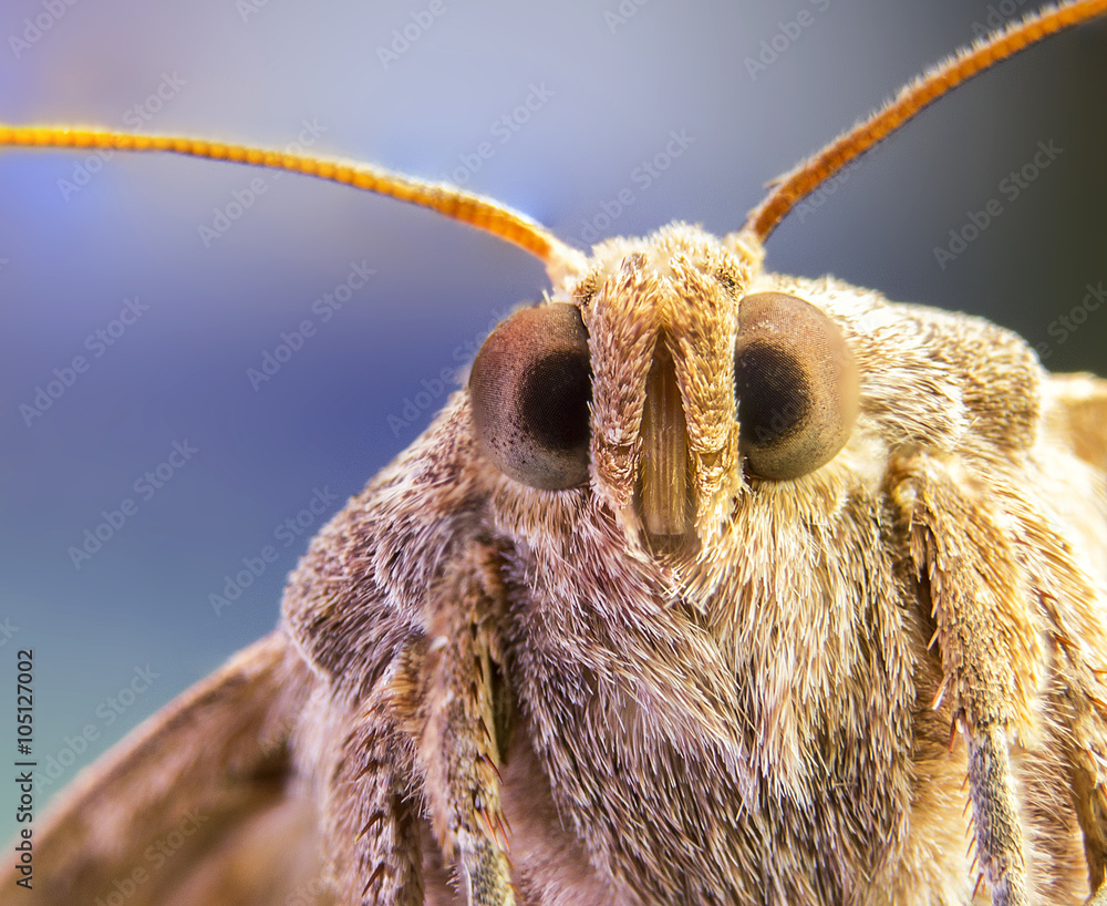 Obraz premium Buttefly, spring, macro, color, summer, big eyes