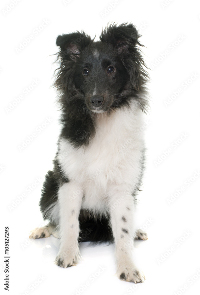 puppy shetland sheepdog