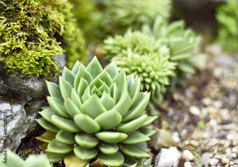Succulent or agave plant in the sun with copy space. Selective focus of a desert plant with defocused background. Echeveria. Succulent or agave plant in the sun with copy space. Selective focus of a desert plant with defocused background. Echeveria.