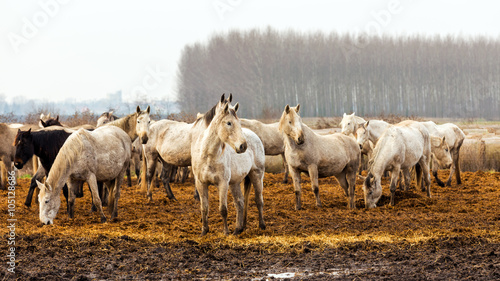 Fototapeta Naklejka Na Ścianę i Meble -  Horses in the spring sunshine on the field.