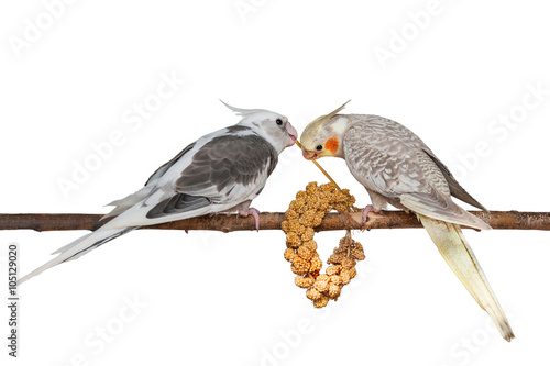 Two young cockatiels feeding on a bunch of foxtail millet isolated on white background photo