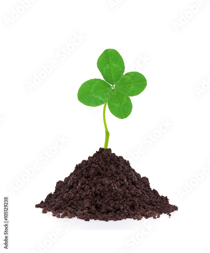 Young clover plant in ground isolated on white background