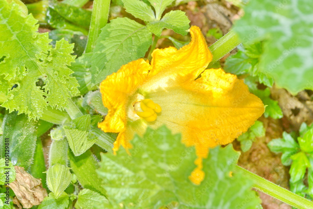 flowering zucchini in the vegetable garden flowering zucchini in the vegetable garden