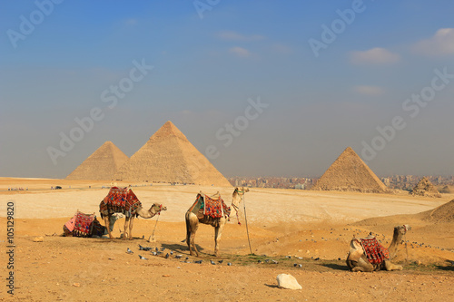 Camel The Pyramids of Egypt at Giza