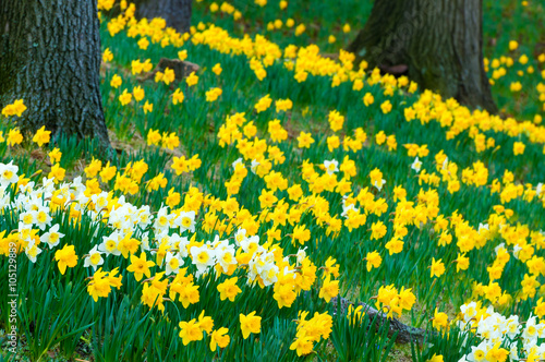 Cascade of daffodils