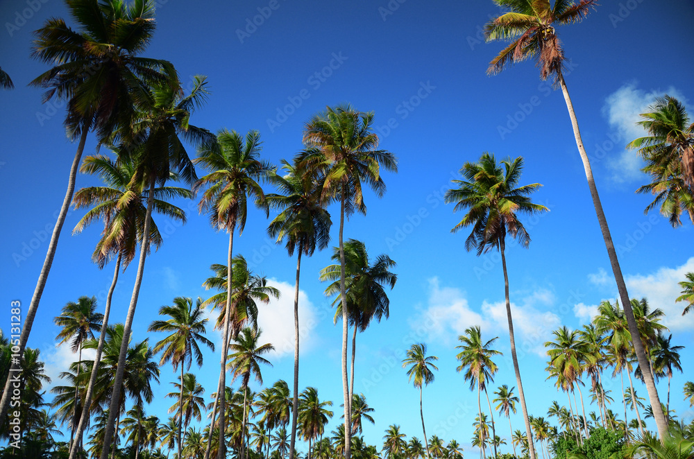 Palm tree garden and blue sky in tropical resort, Dominican Repu