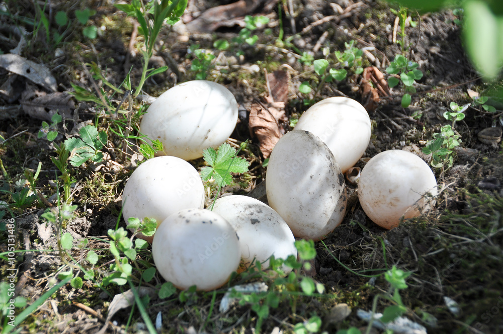 Nest mit Eier von Enten Nest mit Eier von Enten