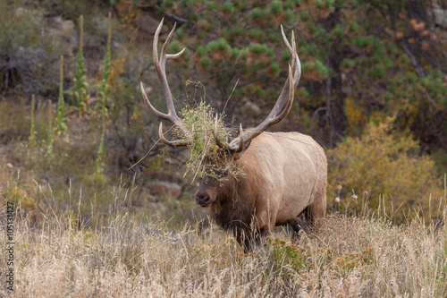 Rutting Bull Elk