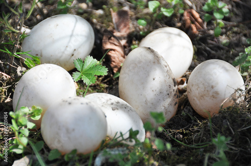 Nest mit Eier von Enten