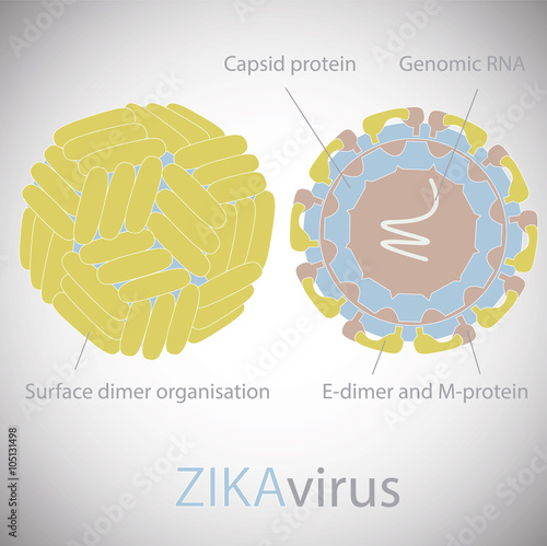 Zika virus structure