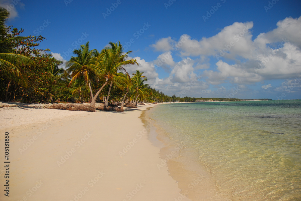 Palm trees and sandy beach in Dominican Republic.