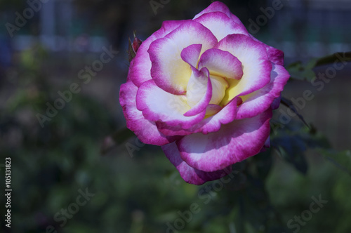 Wallpaper Mural Rose Torontodigital.ca