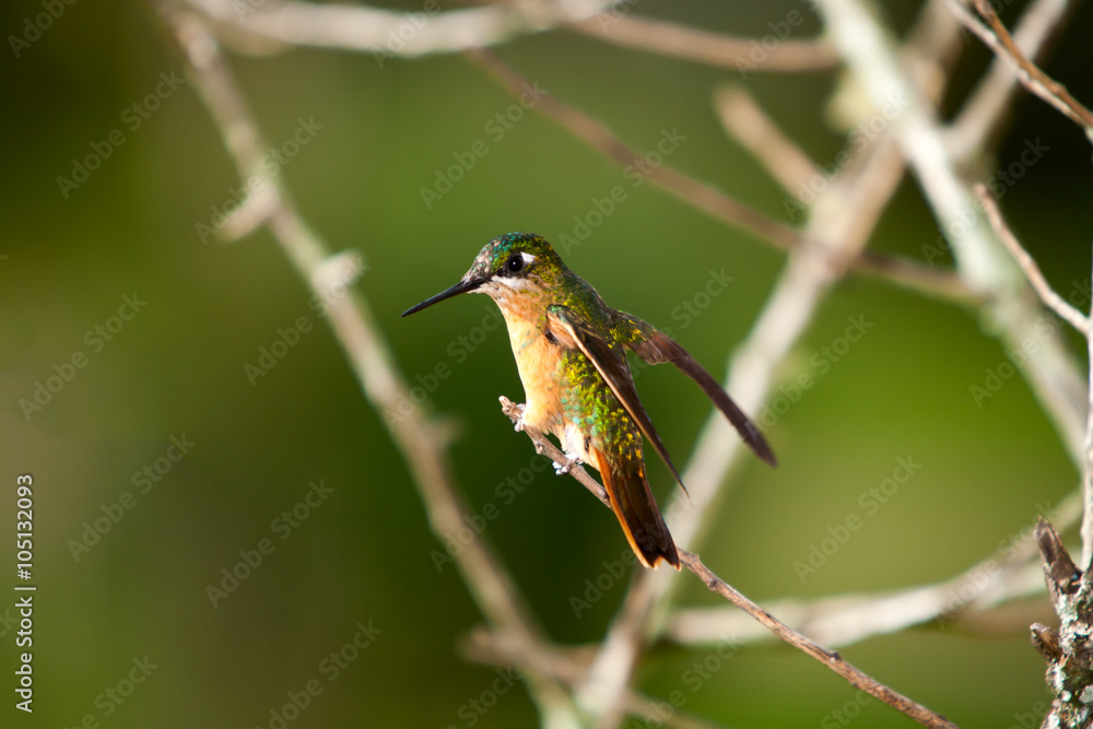 Fototapeta premium Hummingbird in a tree branch