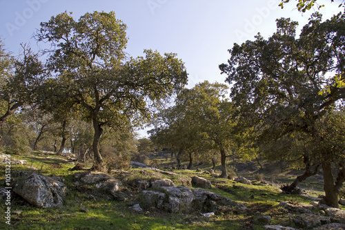 Unique Relict Oak Tavor Forest in Upper Galilee,Northern Israel