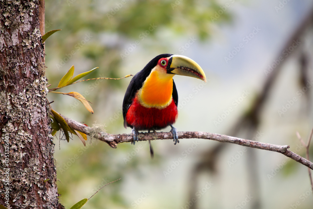 Obraz premium green-billed toucan - red-breasted toucan