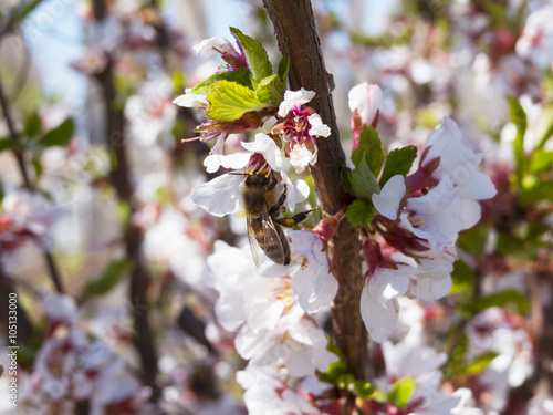 Canvas-taulu cherry blossoms